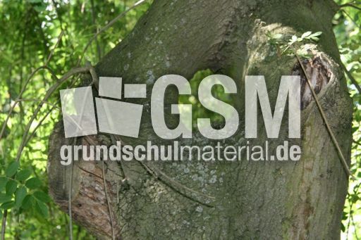 Baumstamm-Loch_5409.jpg