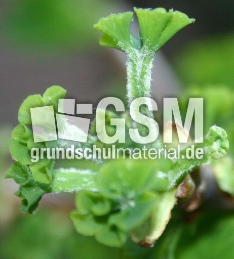 Ginkgo-6.jpg