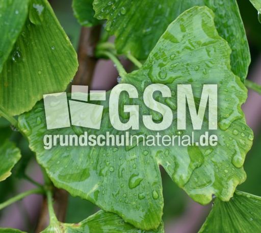 Ginkgo-Blatt-Regen.jpg