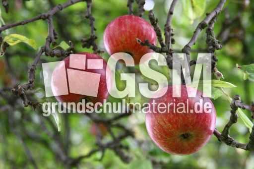 Äpfel_0126.jpg