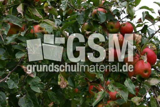 Äpfel_0129.jpg