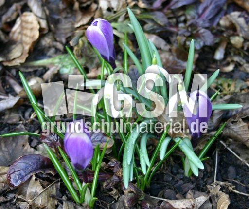 Fruehbueher-1.jpg