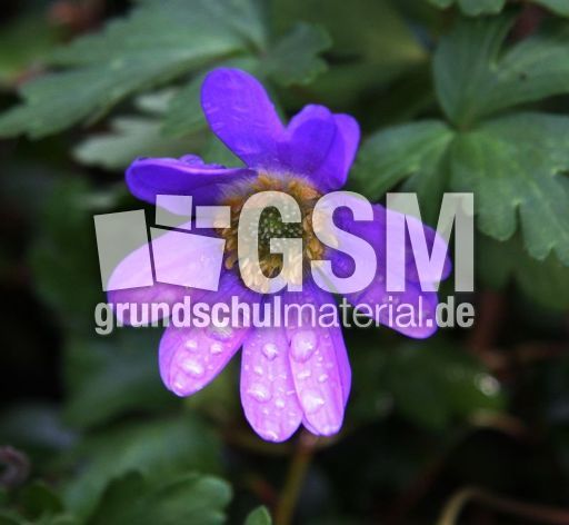 Frühlingsanemone-35.jpg