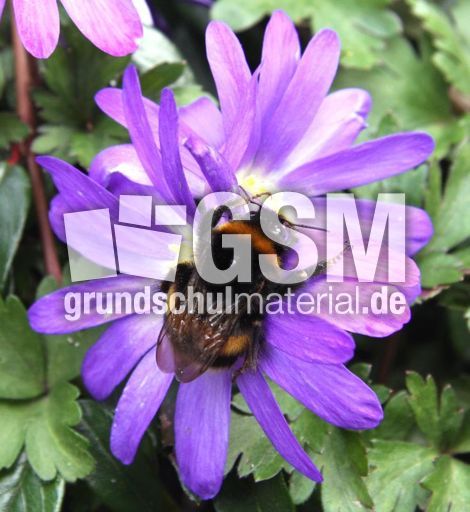 Frühlingsanemone-Hummel-33.jpg