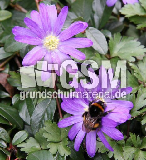 Frühlingsanemone-Hummel-36.jpg