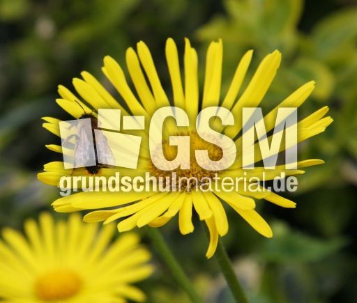 Gemswurz-138.jpg