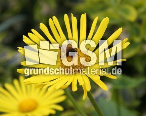 Gemswurz-139.jpg