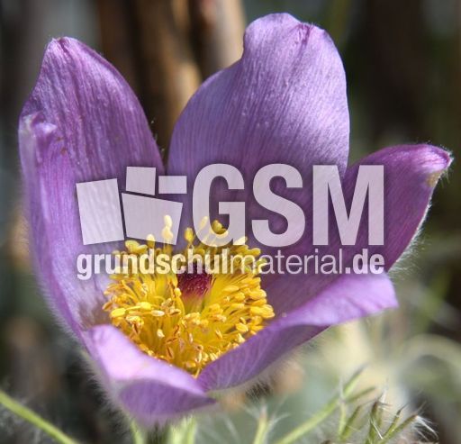 Küchenschelle-28.jpg