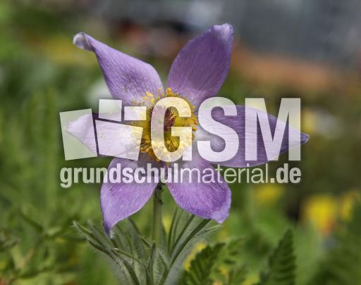 Küchenschelle-30.jpg
