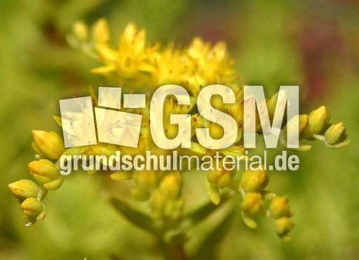Mauerpfeffer-2.jpg