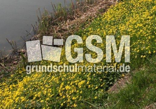 Scharbockskraut-041.jpg