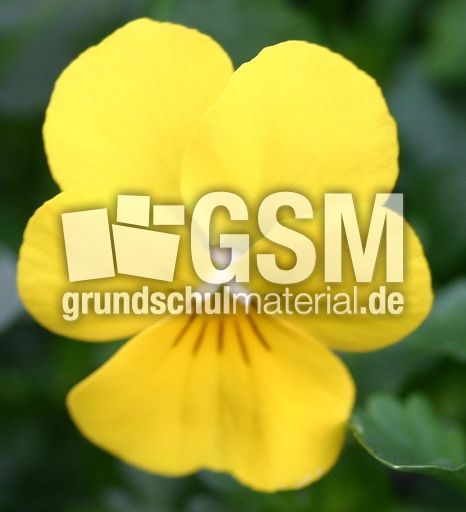 Stiefm-gelb-2.jpg