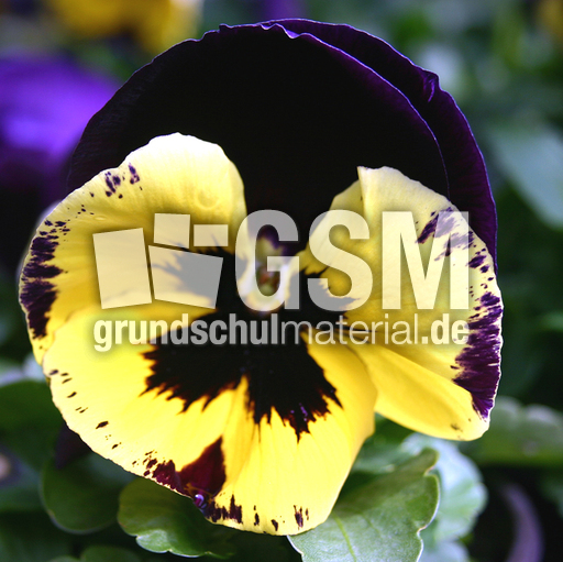Stiefm-gelb-blau-1.jpg