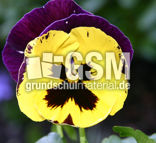 Stiefm-gelb-lila.jpg