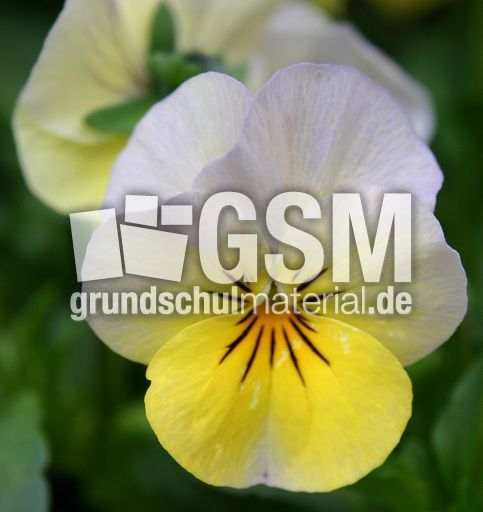 Stiefm-gelb-weiss-1.jpg