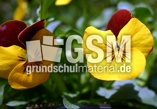 Stiefm-gelb.lila-1.jpg