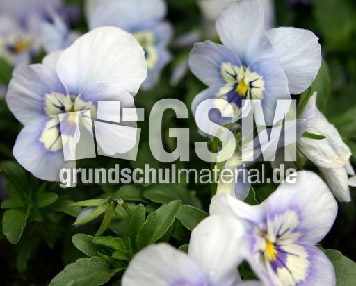 Stiefm-hellblau.jpg
