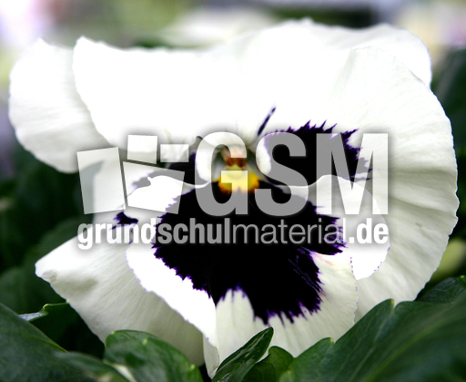 Stiefm-weiss-blau-3.jpg