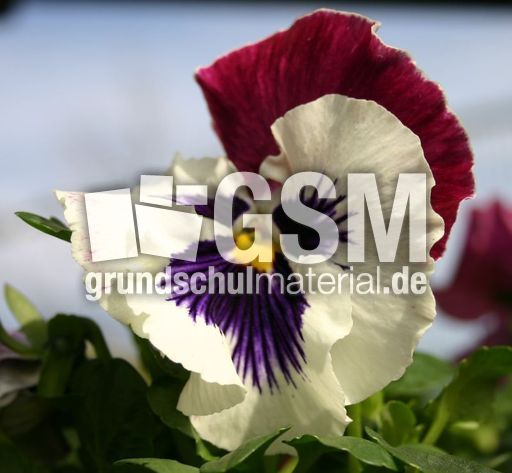 Stiefmueterchen-weiss-lila.jpg