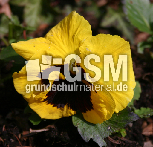 Stiefmuetterchen-gelb-1.jpg
