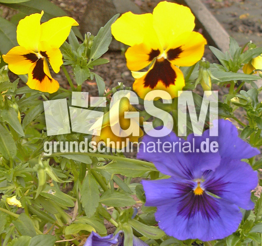 Stiefmuetterchen-gelb-blau.jpg