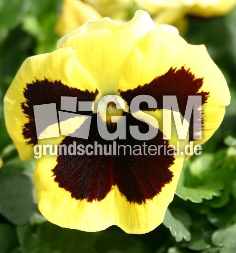 Stiefmuetterchen-gelb-schwarz.jpg