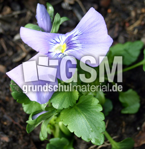 Stiefmuetterchen-lila.jpg