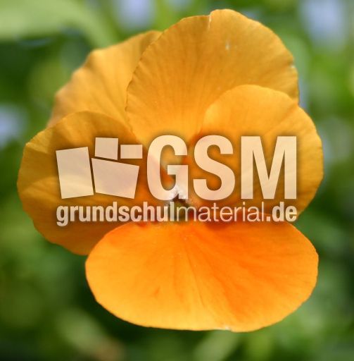Stiefmuetterchen-orange.jpg