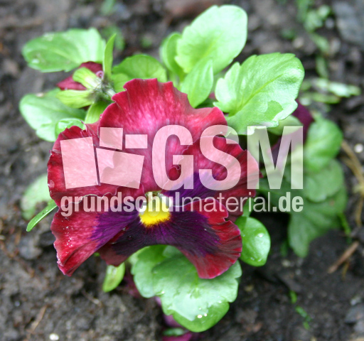 Stiefmuetterchen-rot-2.jpg