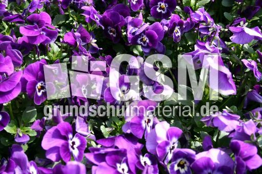 Stiefmuetterchenbeet-1.jpg