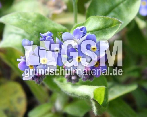 Vergissmeinnicht-37.jpg
