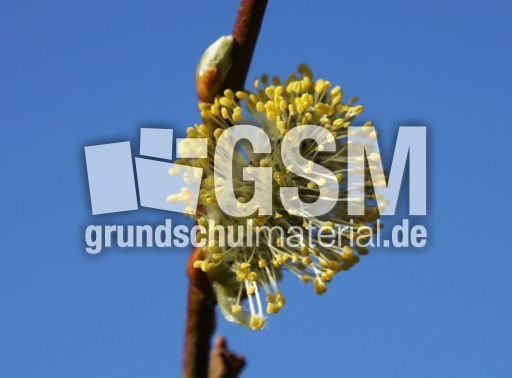 Weidenkätzchen-33.jpg