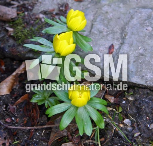 Winterling-017.jpg