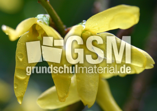 Forsythie-Regentropfen.jpg