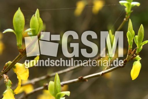 Forsythie-mit-Spinnweben-147.jpg