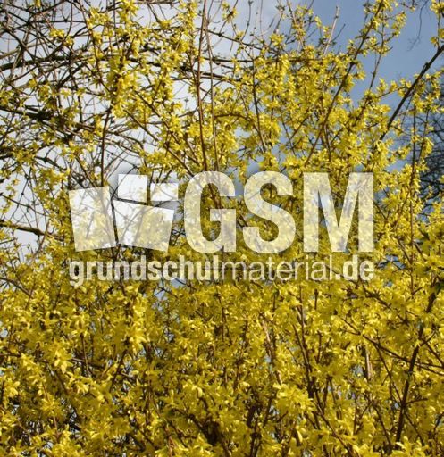 Forsythien-1.jpg