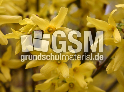 Forsythien-A.jpg