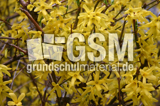 Forsythien-B.jpg