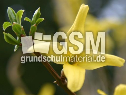 Forsythienbluete-2.jpg