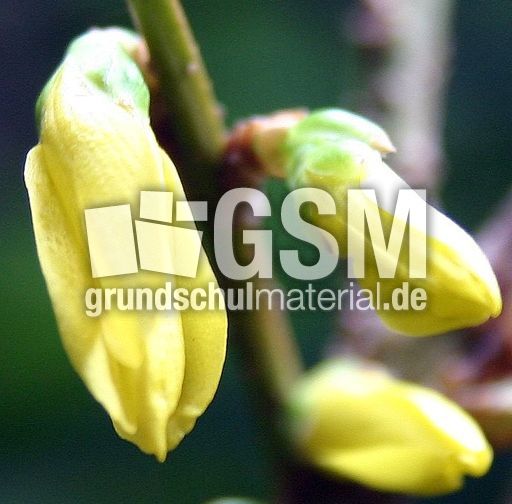 Forsythienknospe.jpg