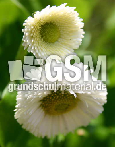 Gaenseb-weiss-1.jpg