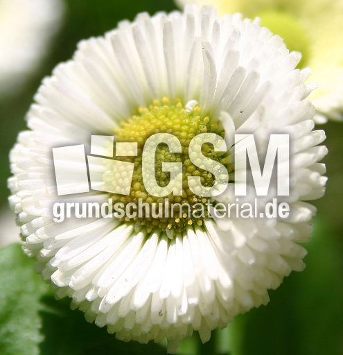 Gaenseb-weiss-2.jpg