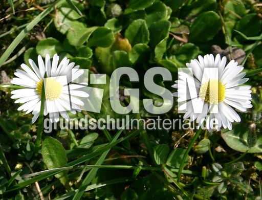Gaensebluemchen-2.jpg