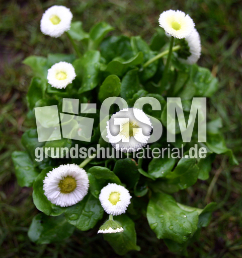 Gaensebluemchen-weiss-5.jpg