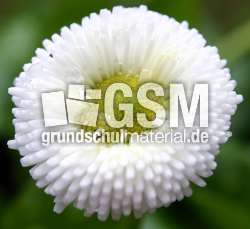 Gaensebluemchen-weiss-6.jpg