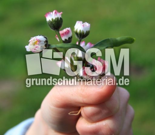Gänseblümchen-14.jpg