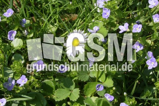 Gänseblümchen-Ehrenpreis-1.jpg