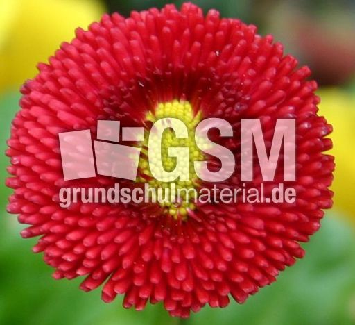 Massliebchen-5.jpg