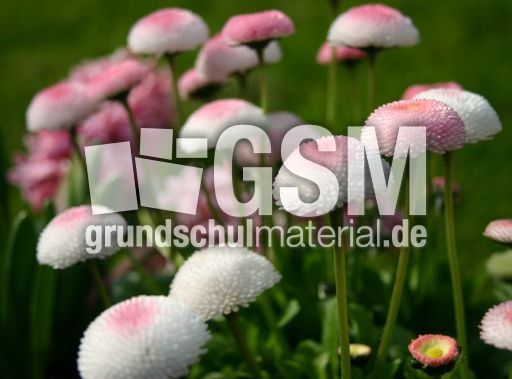 Massliebchen-Beet.jpg