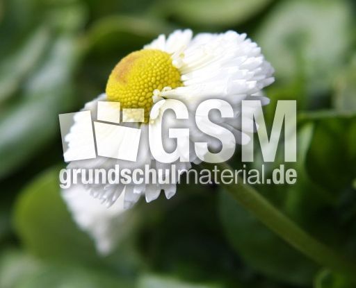 Maßliebchen-11.jpg